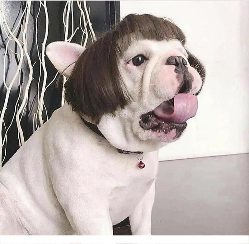 Pet Wig Cosplay Costume — Funny Hair Prop for Dogs & Cats