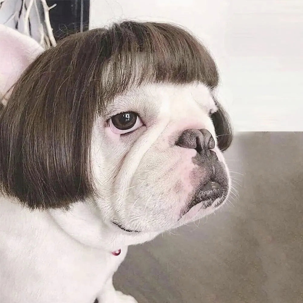 Funny Pet Cosplay Wig — Short Costume Wig for Dogs & Cats